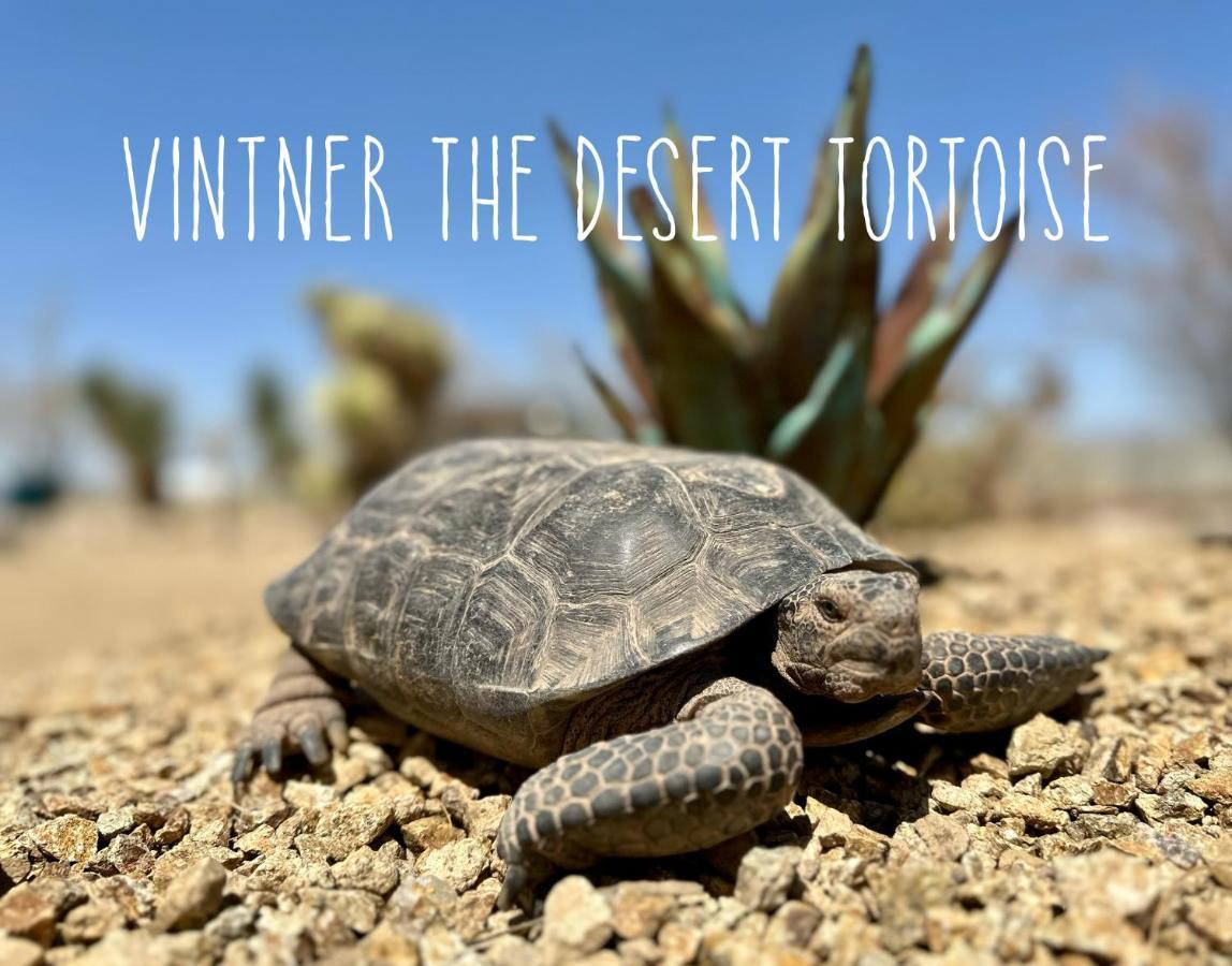 Tarantula Ranch & Vineyard Near Death Valley National Park Camping